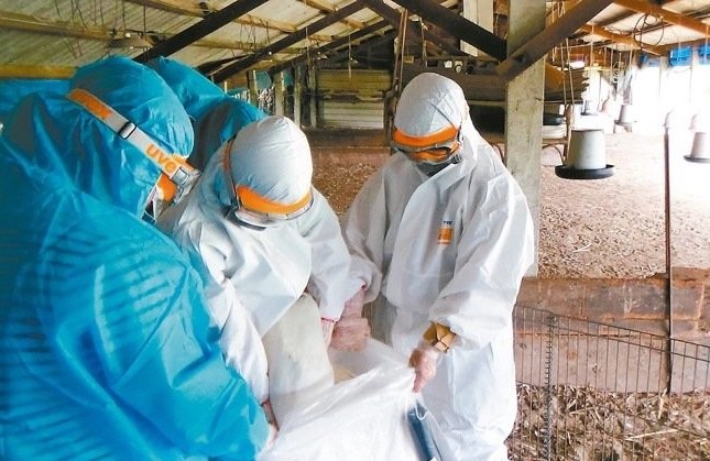 bird flu-1(3)